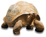 schildkröten kaufen